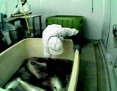 industria salmon (20)  ALIMENTOS MERCADO